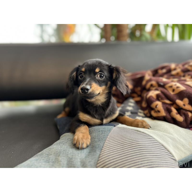 販売中の石川県のチワックス:チワワ×ミニチュアダックスフンド-442780の13枚目