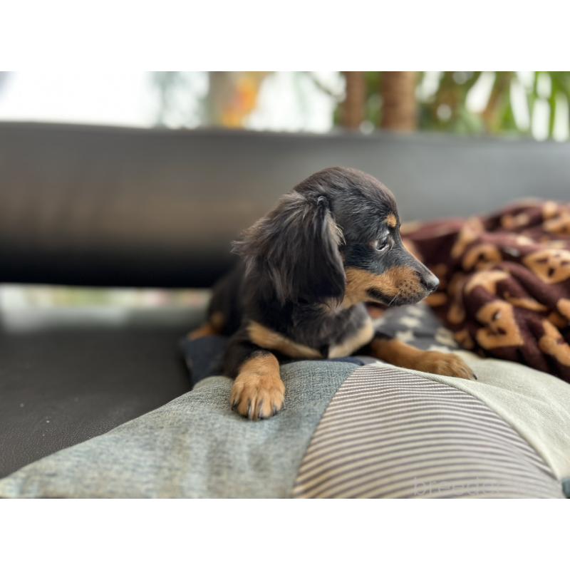 販売中の石川県のチワックス:チワワ×ミニチュアダックスフンド-442780の12枚目