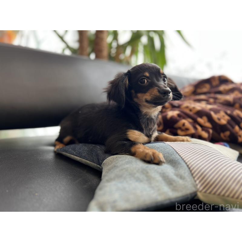 販売中の石川県のチワックス:チワワ×ミニチュアダックスフンド-442780の11枚目