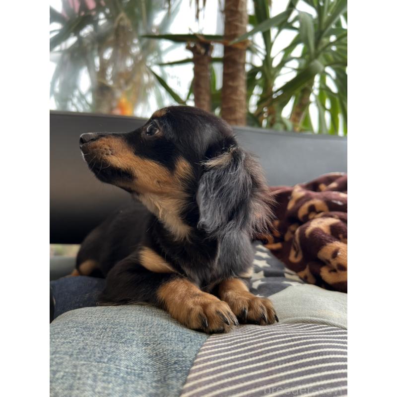 販売中の石川県のチワックス:チワワ×ミニチュアダックスフンド-442780の9枚目