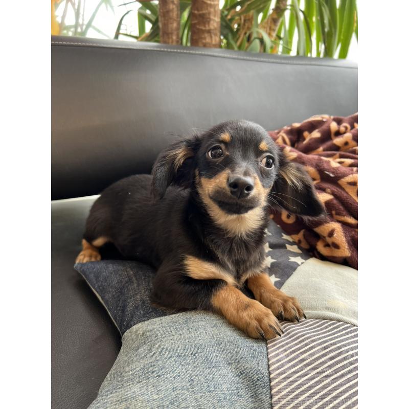 販売中の石川県のチワックス:チワワ×ミニチュアダックスフンド-442780の8枚目