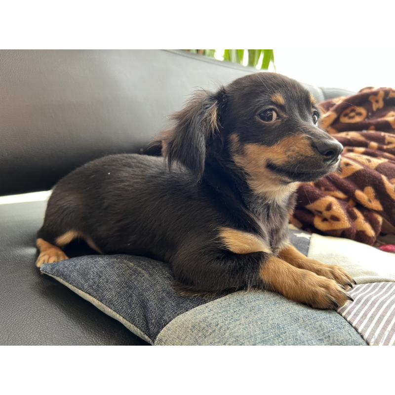 販売中の石川県のチワックス:チワワ×ミニチュアダックスフンド-442780の7枚目