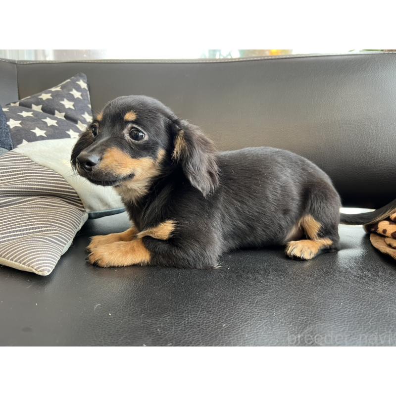 販売中の石川県のチワックス:チワワ×ミニチュアダックスフンド-442780の6枚目