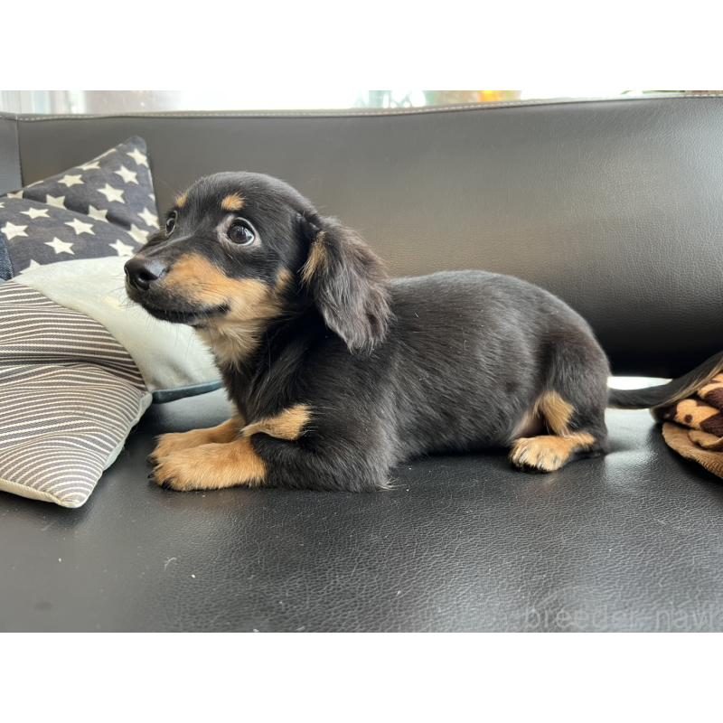 販売中の石川県のチワックス:チワワ×ミニチュアダックスフンド-442780の5枚目