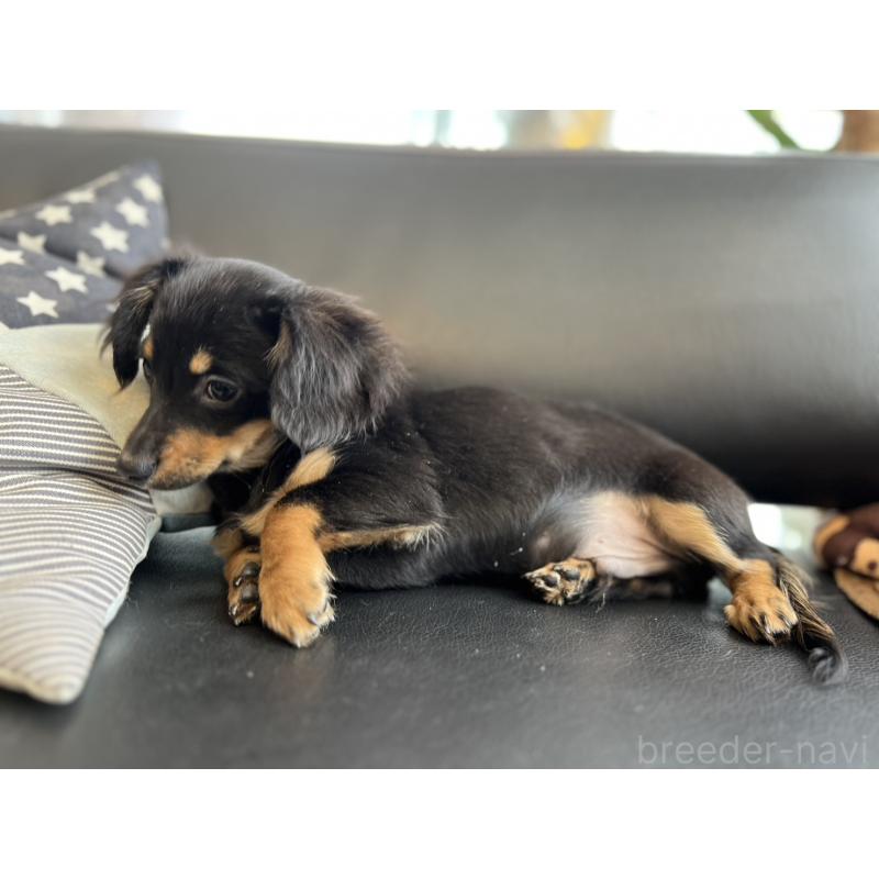 販売中の石川県のチワックス:チワワ×ミニチュアダックスフンド-442780の4枚目