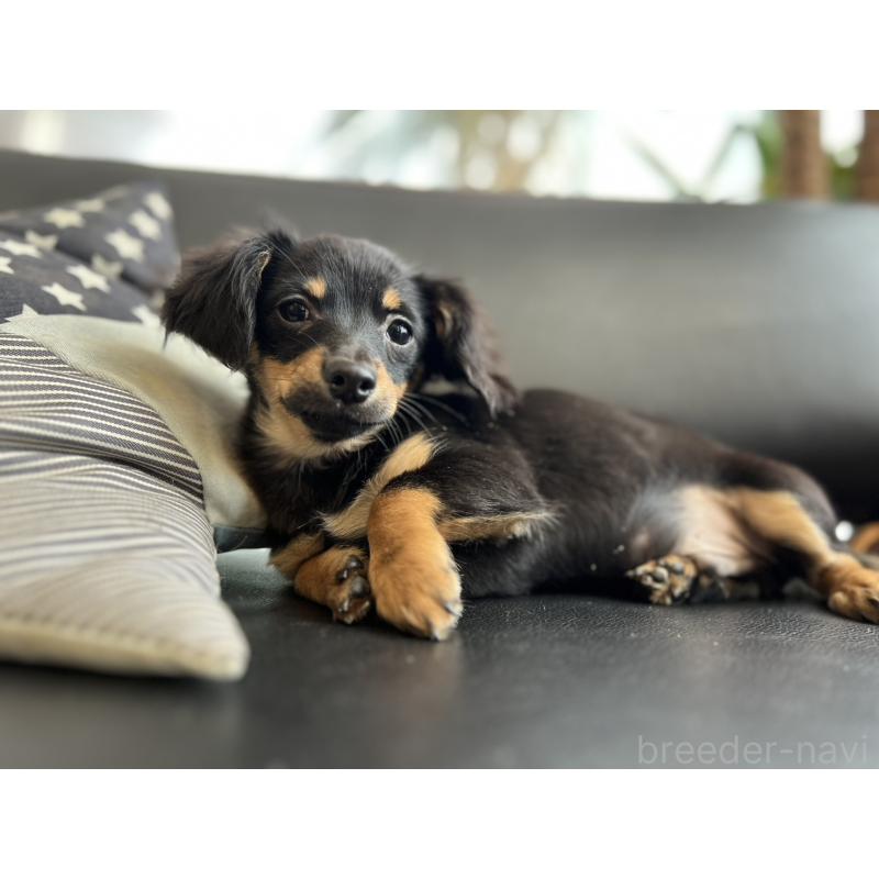 販売中の石川県のチワックス:チワワ×ミニチュアダックスフンド-442780の3枚目