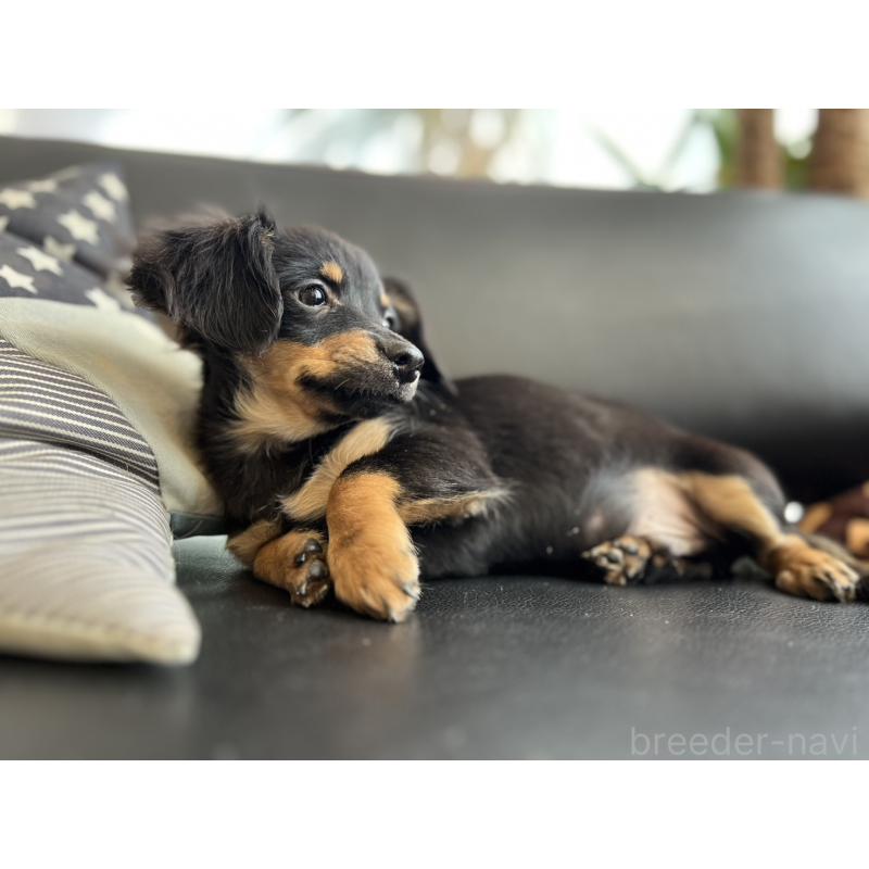 販売中の石川県のチワックス:チワワ×ミニチュアダックスフンド-442780の2枚目