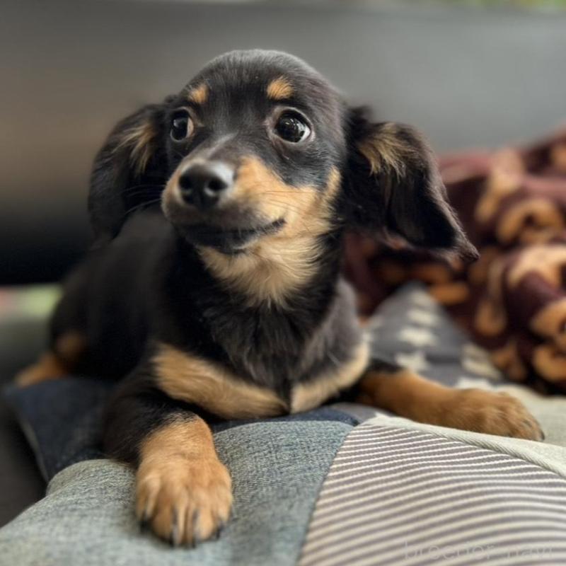 販売中の石川県のチワックス:チワワ×ミニチュアダックスフンド-442780の1枚目