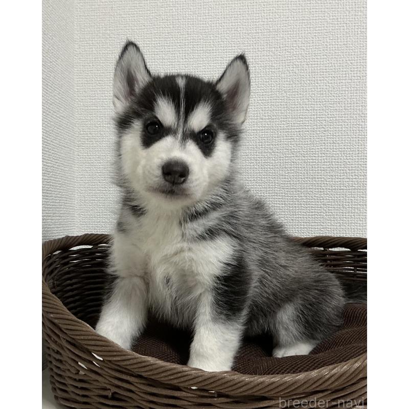 成約済の神奈川県のシベリアンハスキー-439337の6枚目