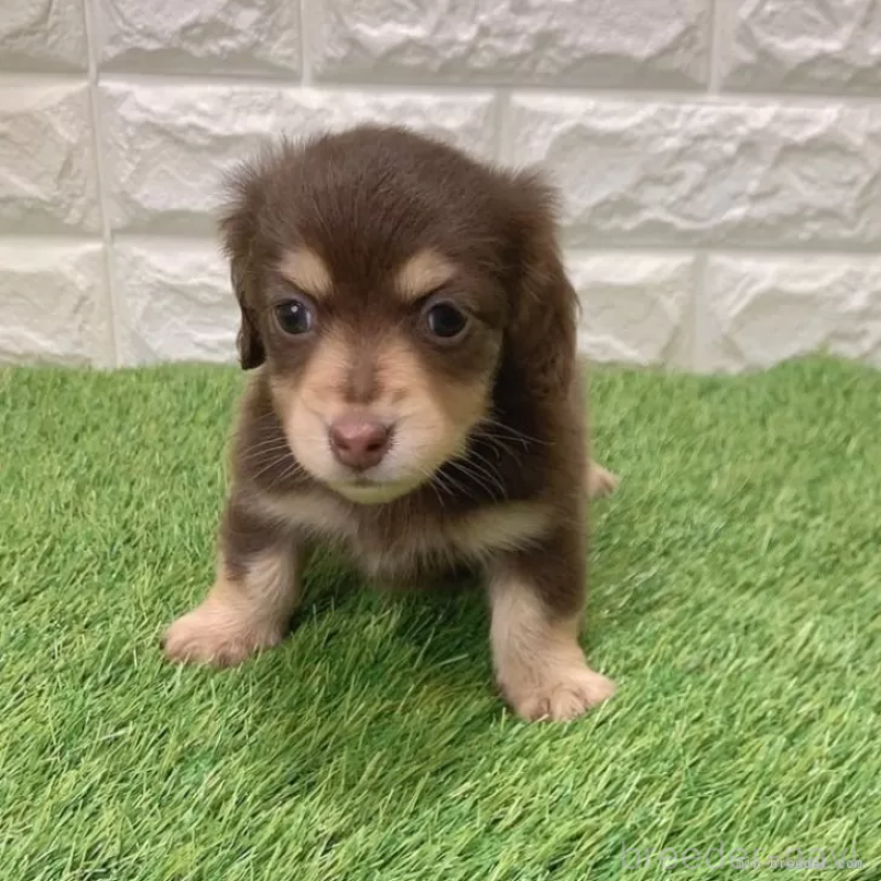 販売中の愛知県のミニチュアダックスフンド(ロングヘアード)-441580