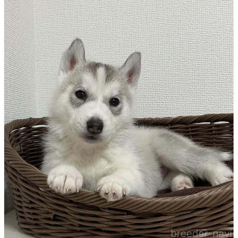 販売中の神奈川県のシベリアンハスキー-439339の22枚目