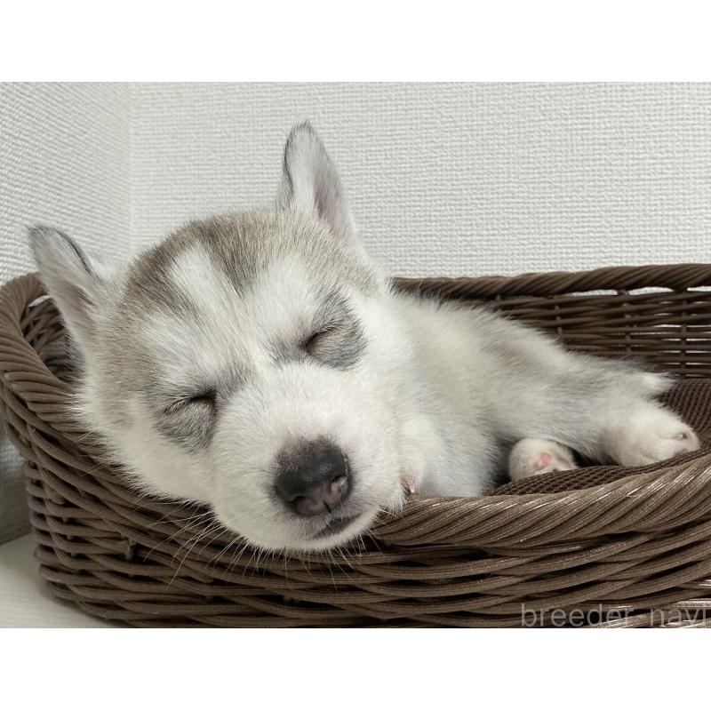 販売中の神奈川県のシベリアンハスキー-439339の20枚目