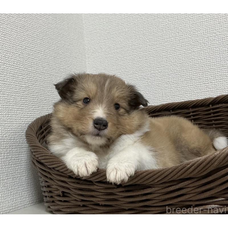 成約済の神奈川県のシェットランドシープドッグ(シェルティ)-439348の3枚目