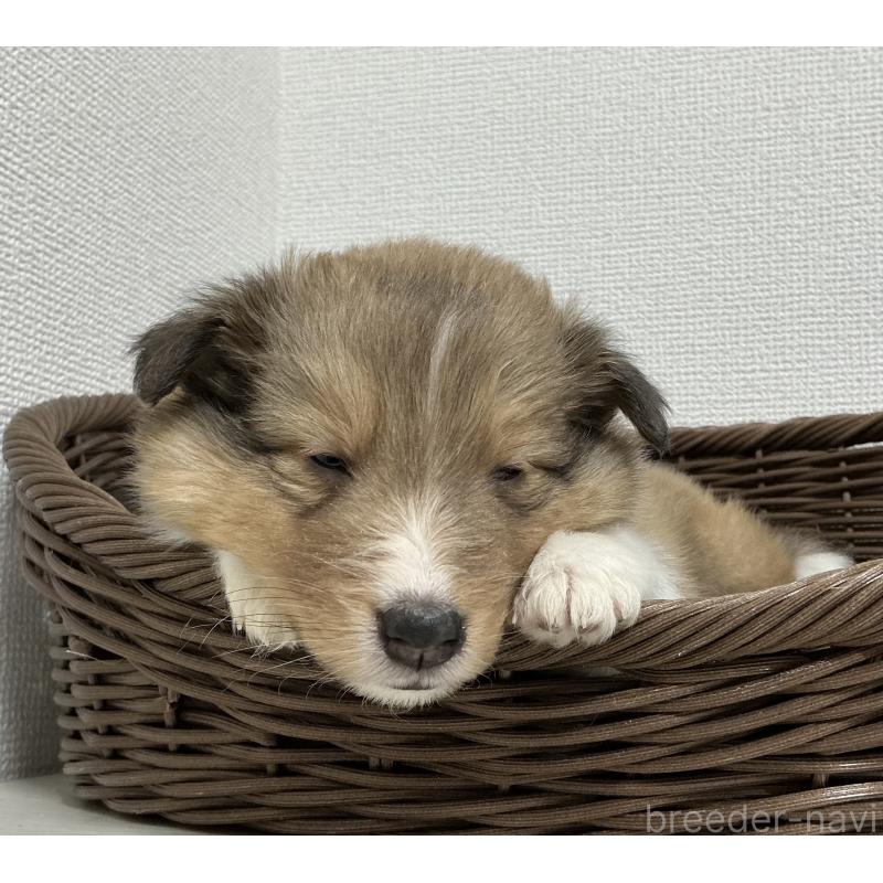 成約済の神奈川県のシェットランドシープドッグ(シェルティ)-439348の2枚目