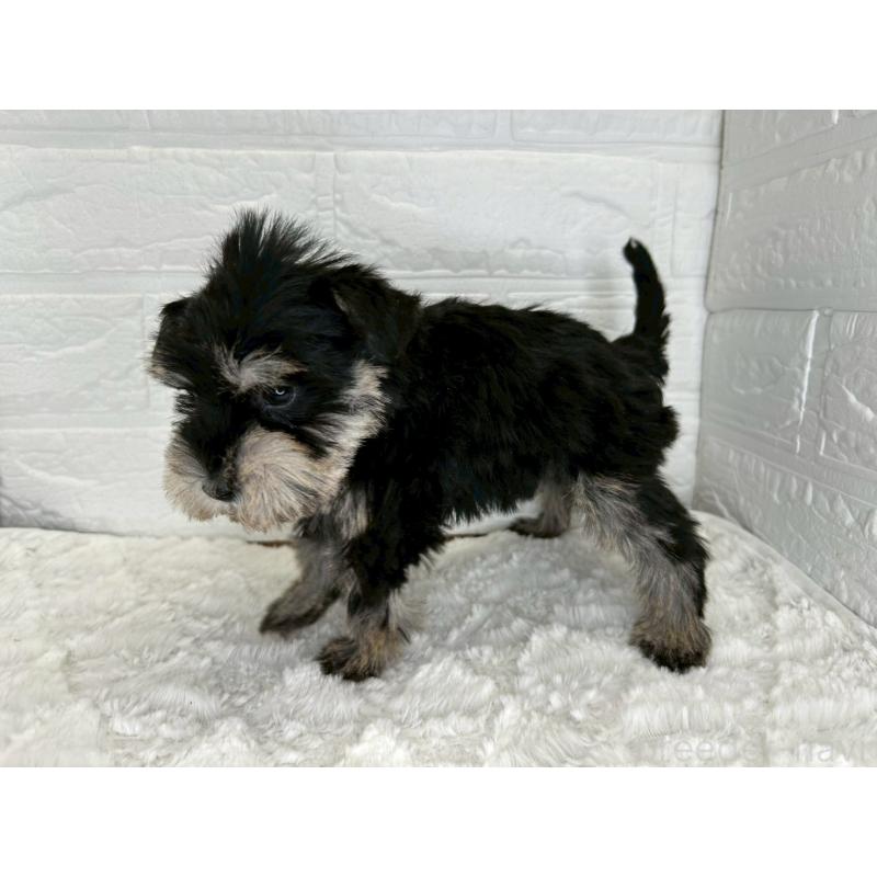 販売中の茨城県のミニチュアシュナウザー-442785の7枚目