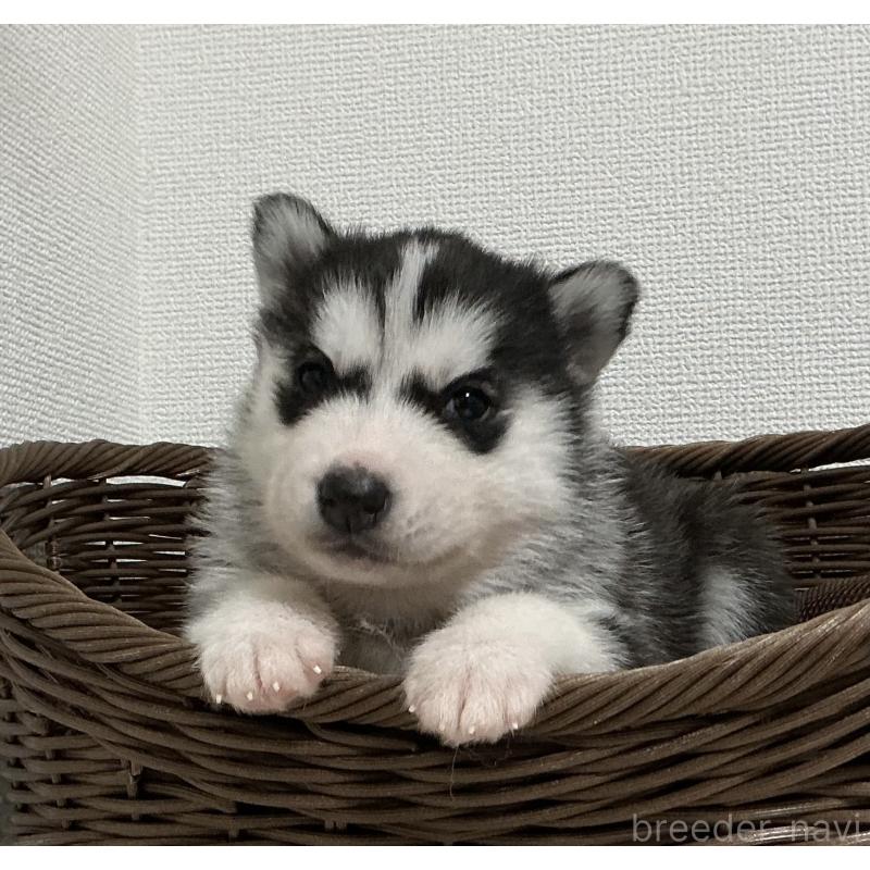 販売中の神奈川県のシベリアンハスキー-441316の7枚目