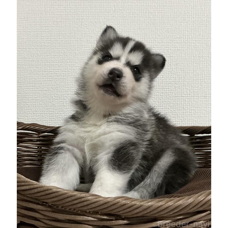 販売中の神奈川県のシベリアンハスキー-441318の10枚目