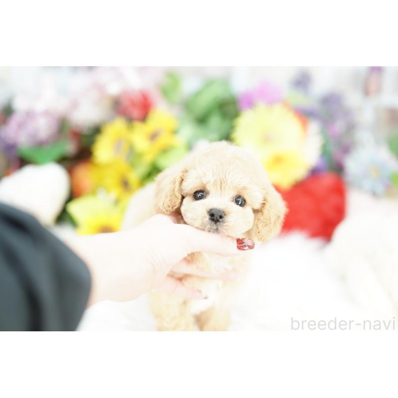 販売中の埼玉県のビションプー:ビションフリーゼ×トイプードル-442788の4枚目