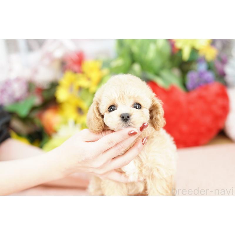 販売中の埼玉県のビションプー:ビションフリーゼ×トイプードル-442788の3枚目