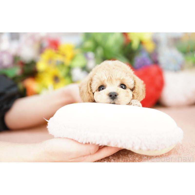 販売中の埼玉県のビションプー:ビションフリーゼ×トイプードル-442788の2枚目