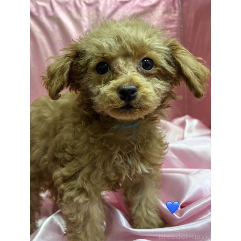 販売中の愛知県のトイプードル-429424の4枚目