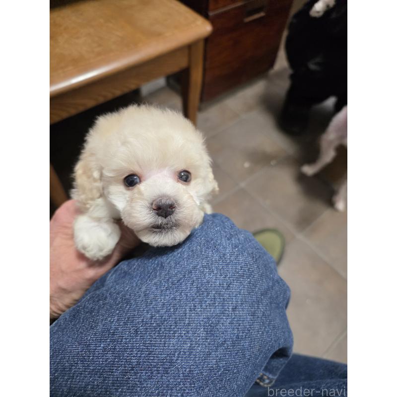販売中の埼玉県のタイニープードル-442795の8枚目