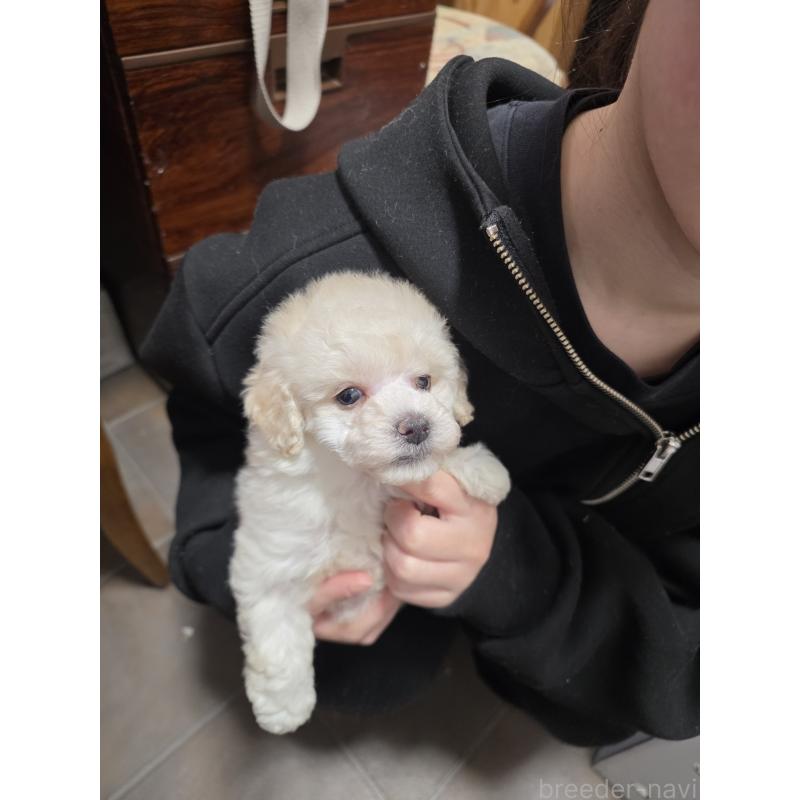 販売中の埼玉県のタイニープードル-442795の7枚目