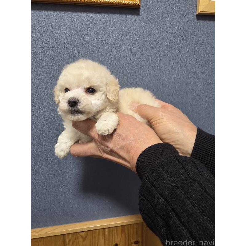 販売中の埼玉県のタイニープードル-442795の6枚目