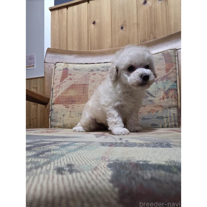 販売中の埼玉県のタイニープードル-442795の5枚目