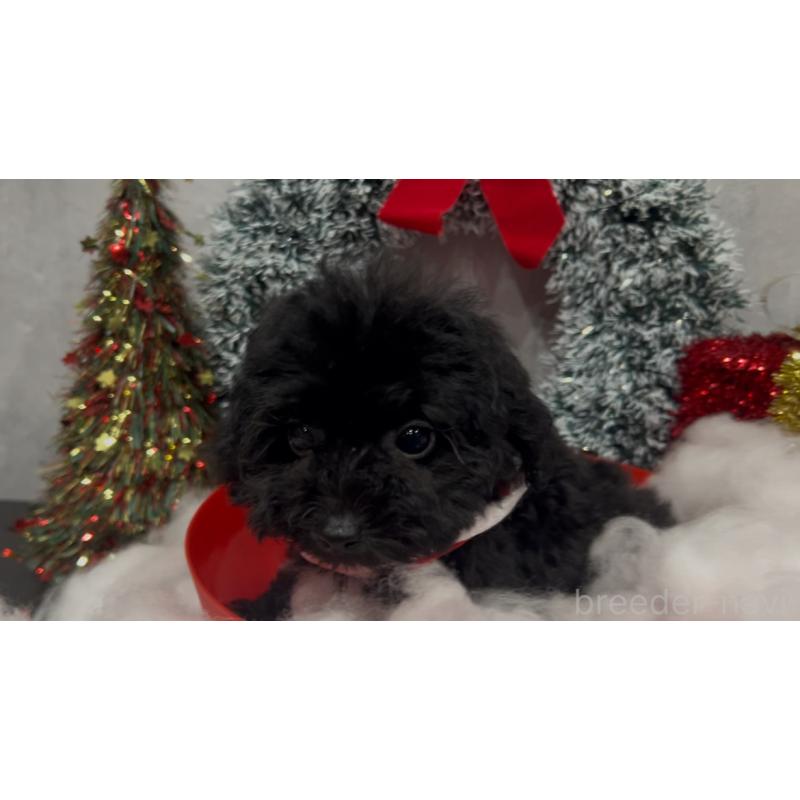 販売中の徳島県のティーカッププードル-442792の3枚目