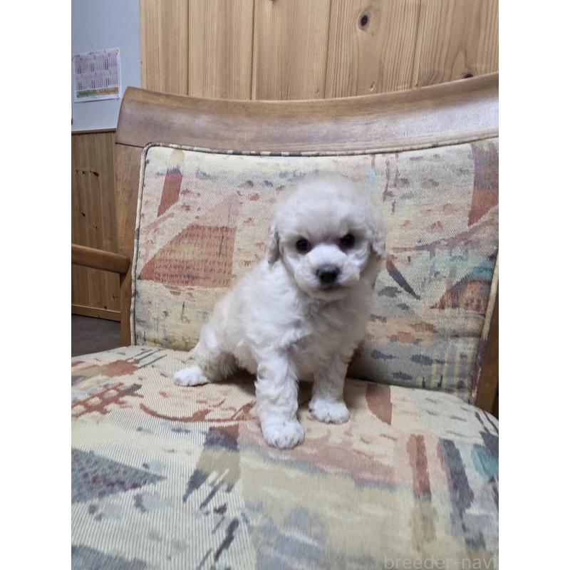 販売中の埼玉県のタイニープードル-442795の4枚目