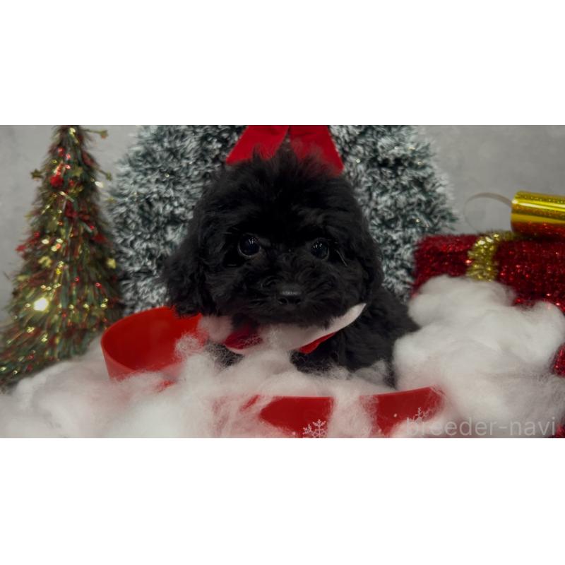 販売中の徳島県のティーカッププードル-442792の2枚目