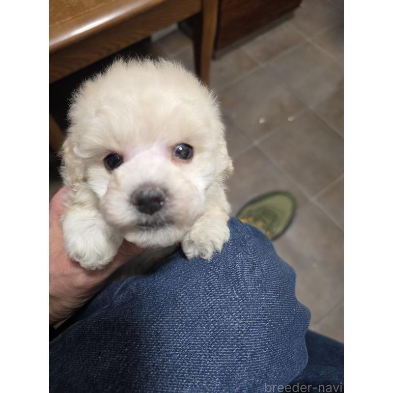 販売中の埼玉県のタイニープードル-442795の3枚目