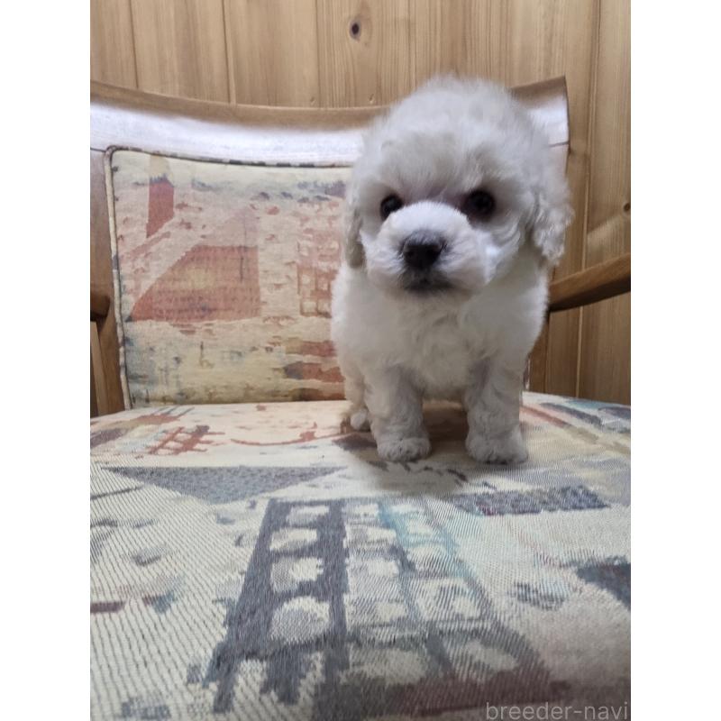 販売中の埼玉県のタイニープードル-442795の2枚目