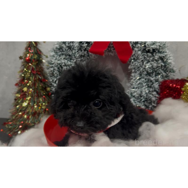 販売中の徳島県のタイニープードル-442794の3枚目