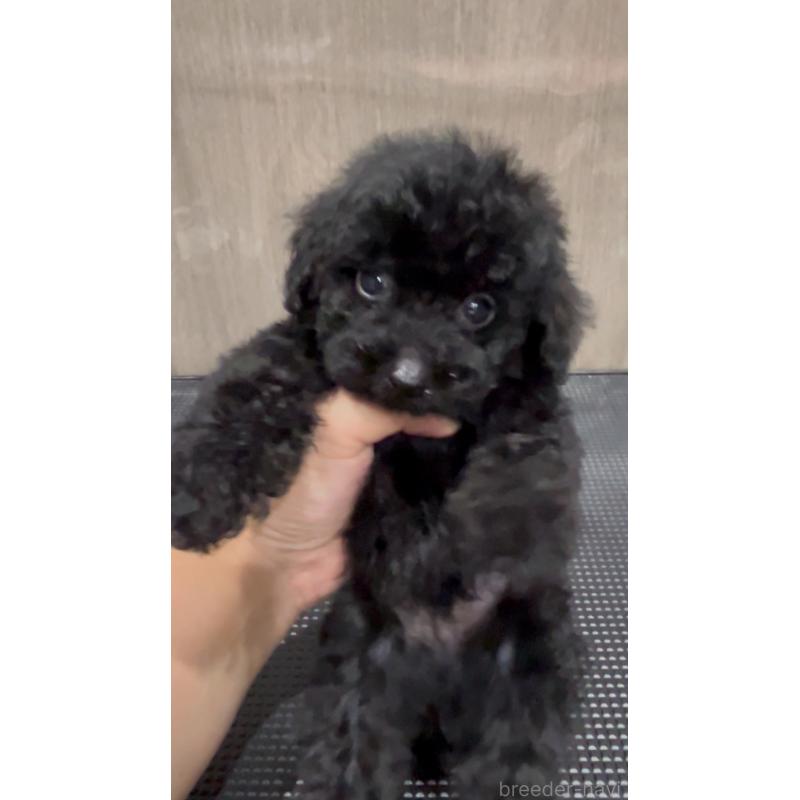 販売中の徳島県のタイニープードル-442794の2枚目