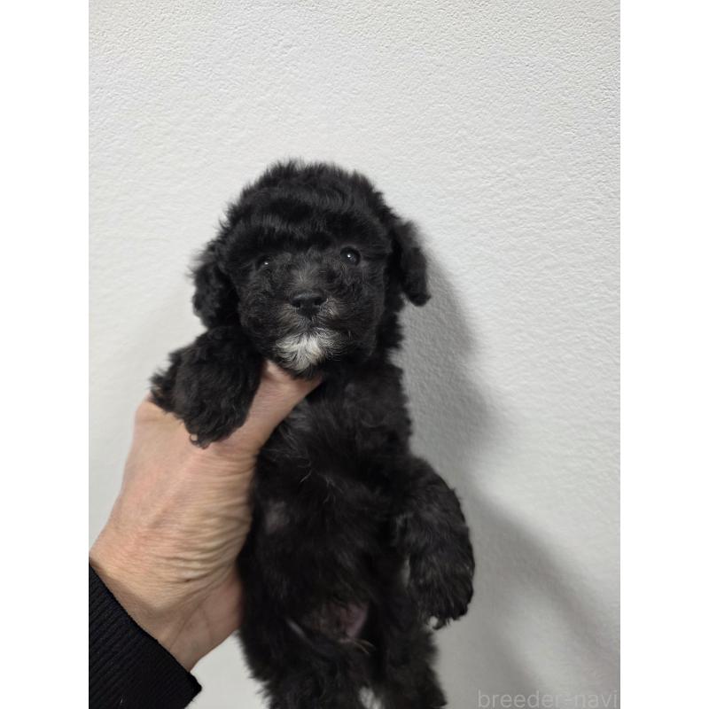 販売中の埼玉県のティーカッププードル-442799の9枚目