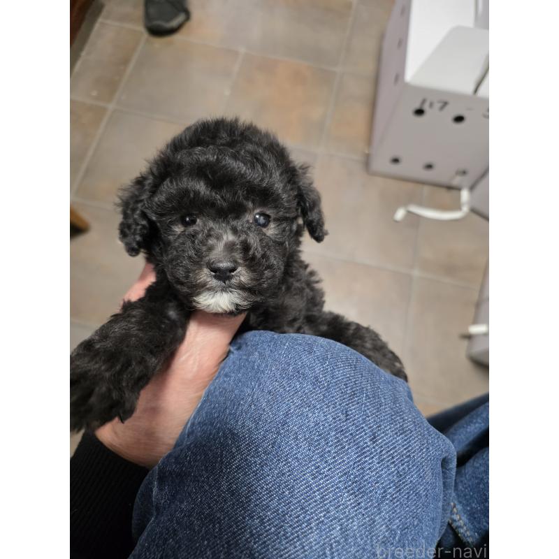 販売中の埼玉県のティーカッププードル-442799の8枚目