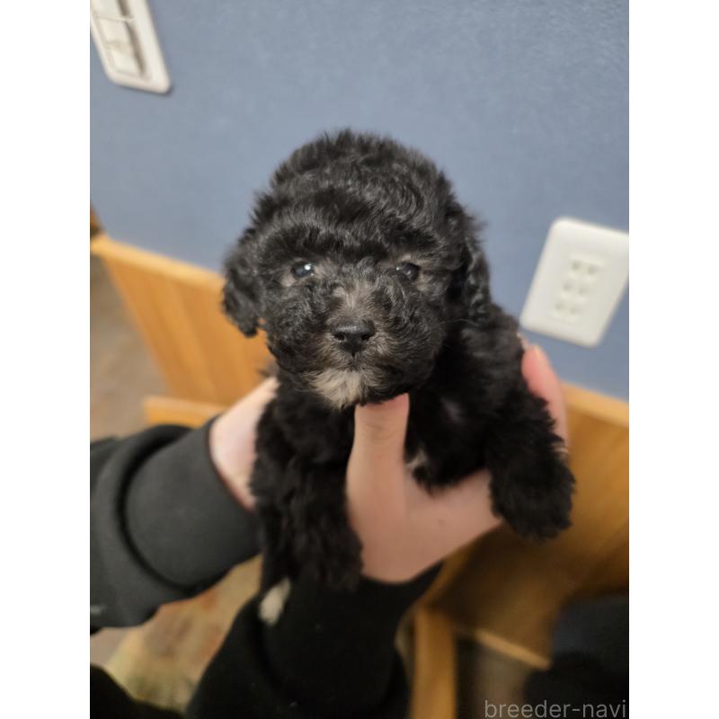 販売中の埼玉県のティーカッププードル-442799の7枚目