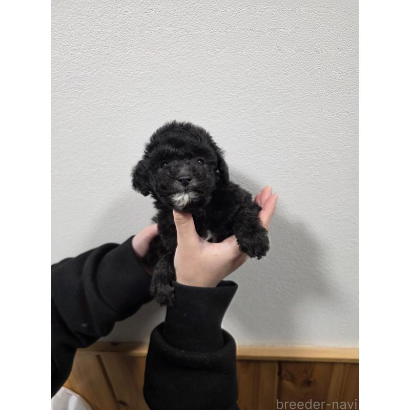 販売中の埼玉県のティーカッププードル-442799の6枚目