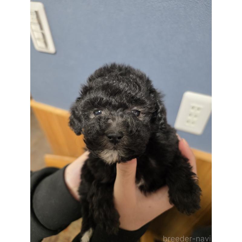 販売中の埼玉県のティーカッププードル-442799の5枚目