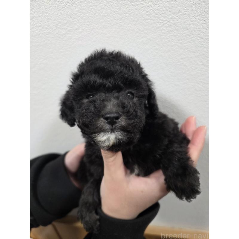 販売中の埼玉県のティーカッププードル-442799の4枚目