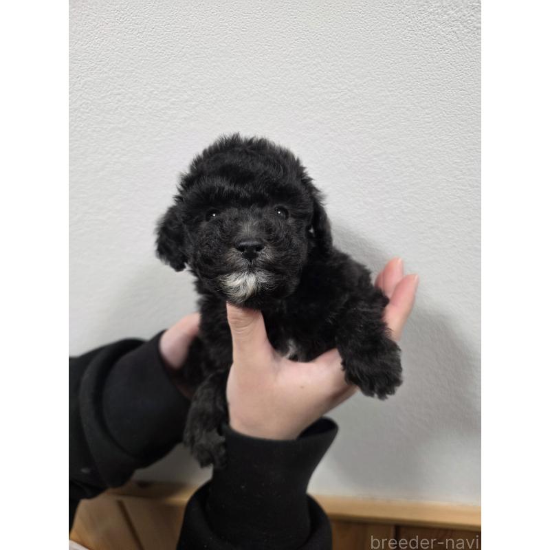 販売中の埼玉県のティーカッププードル-442799の3枚目