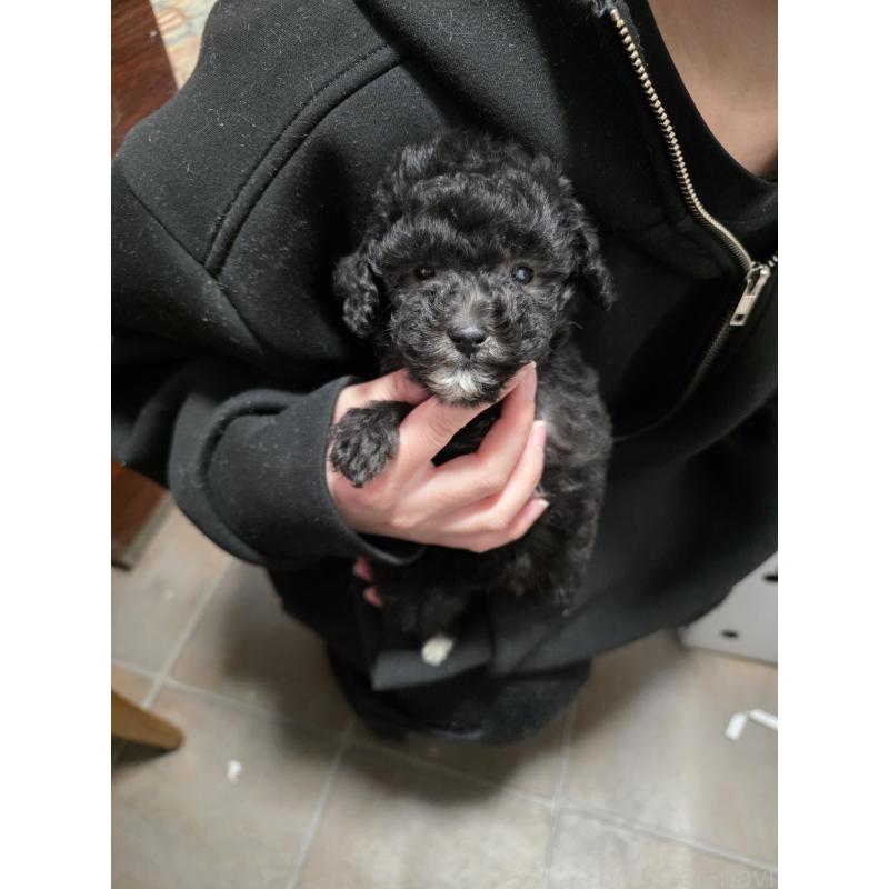 販売中の埼玉県のティーカッププードル-442799の2枚目