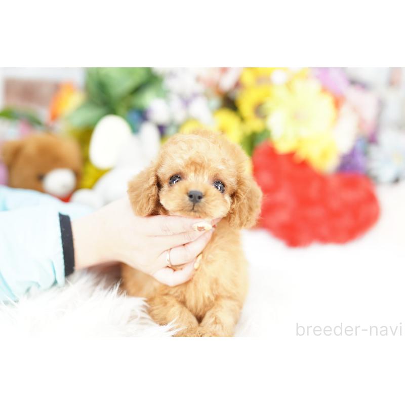 販売中の埼玉県のコッカプー:アメリカンコッカースパニエル×トイプードル-442802の4枚目