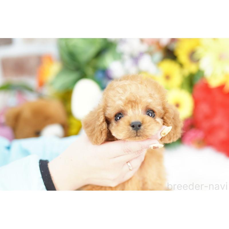 販売中の埼玉県のコッカプー:アメリカンコッカースパニエル×トイプードル-442802の3枚目