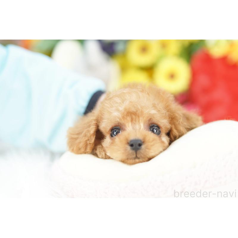 販売中の埼玉県のコッカプー:アメリカンコッカースパニエル×トイプードル-442802の2枚目