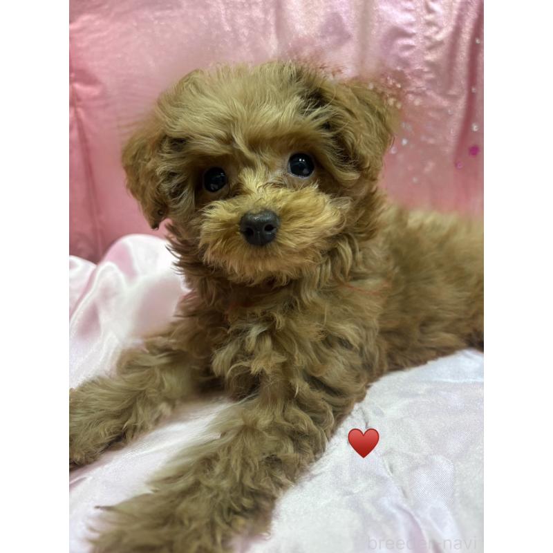 販売中の愛知県のトイプードル-429420の7枚目