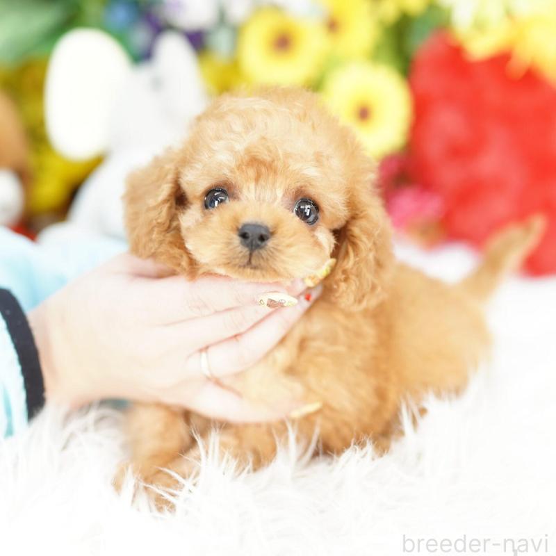 販売中の埼玉県のコッカプー:アメリカンコッカースパニエル×トイプードル-442802の1枚目