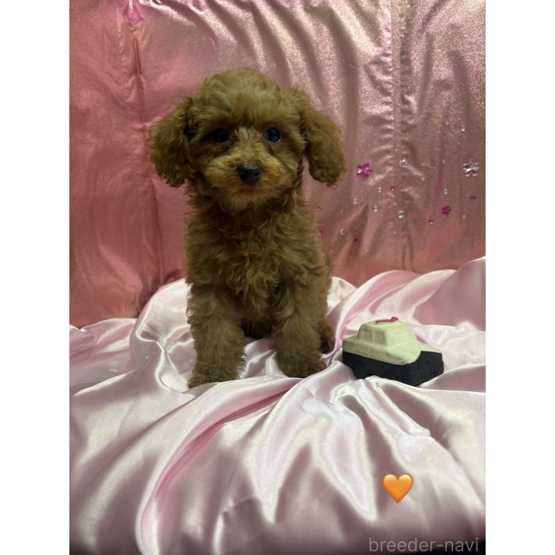 販売中の愛知県のトイプードル-429423の7枚目